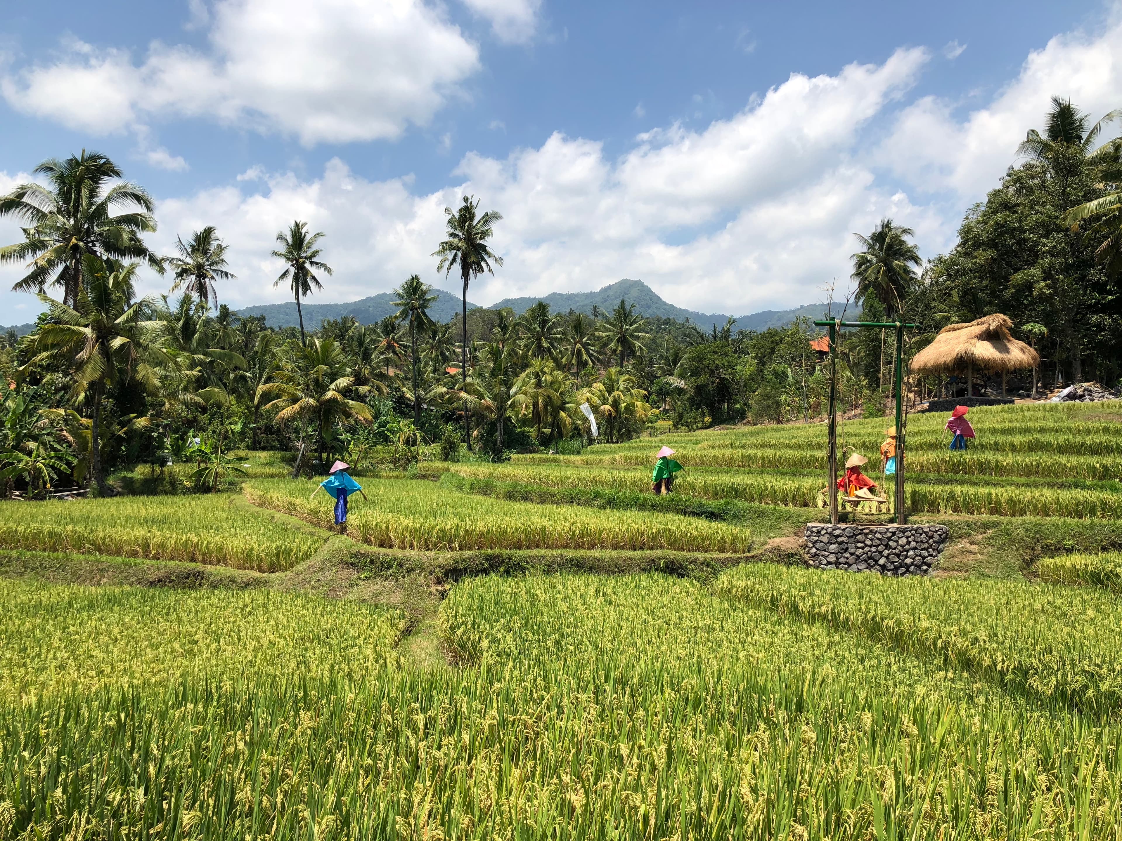 The surroundings of Villa Bersama in North Bali (6)